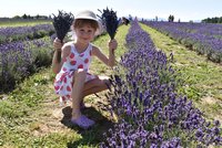 Beskydská Provence: Žermanické moře tisíců levandulí berou lidé útokem