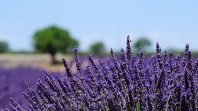 Levandulový olej přispívá k růstu prsou? Aromaterapeutka zmínila důkazy