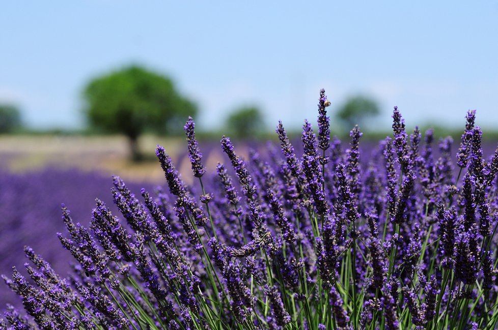 V Provence vás uchvátí obrovské levandulové lány.