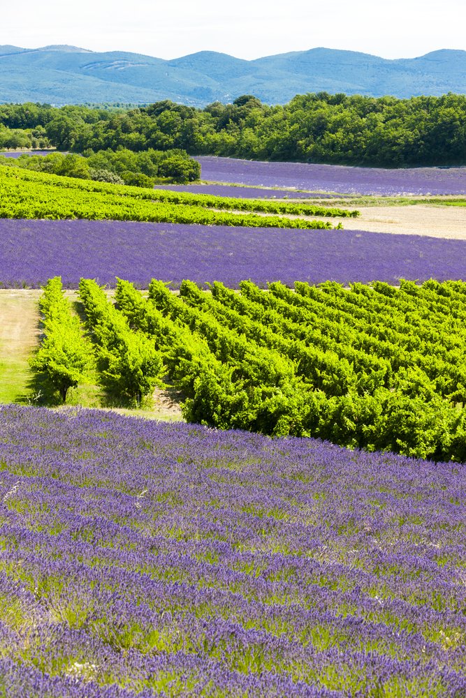 Levandulová pole ve francouzské Provence.
