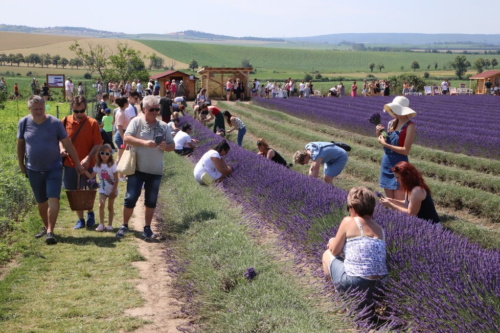 Největší nápor na levandulové farmě ve Starovičkách je tradičně o víkendu.