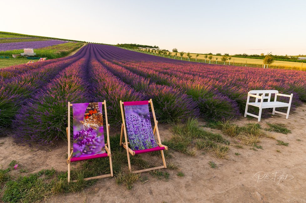 Levandulová farma ve Starovičkách je díky výrazné barvě viditelná na dálku.