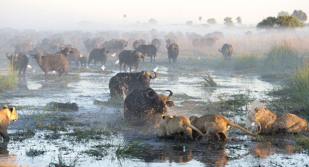 Drama v Okavangu: Útěk ze smrtícího sevření