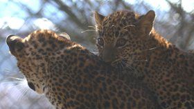 Levharti cejlonští v brněnské zoo dostali jména Aruni (rozbřesk) a Ashanga (děs, hrůza).