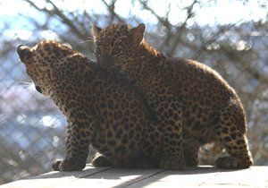 Levharti cejlonští v brněnské zoo dostali jména Aruni (rozbřesk) a Ashanga (děs, hrůza).