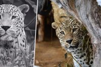Po lachtanovi Hugovi další ztráta v zoo: Veterináři uspali levharta Hassana (†19)