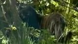 U Horní Bukoviny běhá levhart skvrnitý?! Policie lidem doporučuje nechodit do lesů