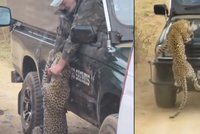 Krvavá jízda na safari. Leopard se zakousl do průvodce v džípu