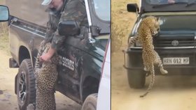 Leopard zaútočil při safari na džíp, zakousl se průvodci do ruky
