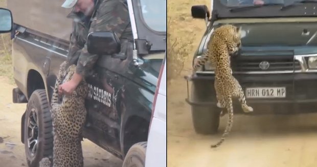 Leopard zaútočil při safari na džíp, zakousl se průvodci do ruky