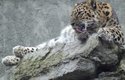 Levhart mandžuský je nejvýchodnější, nejotužilejší, největší a – bohužel – také nejohroženější kočkou Dálného východu