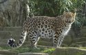 Levhart mandžuský je nejvýchodnější, nejotužilejší, největší a – bohužel – také nejohroženější kočkou Dálného východu