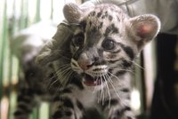 Levhartí kotě v pražské ZOO