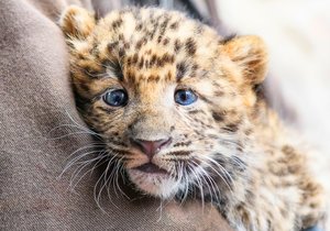 V zoo v Plzni se narodila dvojčata kritiky ohroženého levharta čínského.