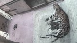 Porod dvojčat ohroženého levharta cejlonského v Zoo Ostrava! V přírodě jich žije jen 800