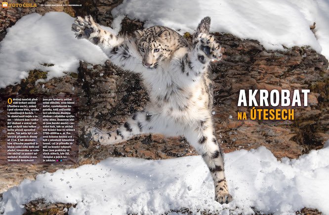 Odvážný taneček předvádí levhart sněžný (Panthera uncia), známý i pod názvem irbis, vysoko v zasněžených horách. Víc prozradí časopis ABC