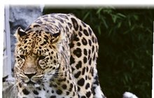 Zoo Olomouc: Tihle levharti do toho brzy »praští«