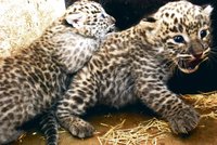 V jihlavské zoo už znají pohlaví koťat levharta perského