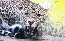 Levhartí námluvy v jihlavské zoo skončily krvavou šarvátkou: Samce zkrotil diazepam!