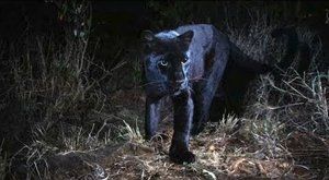 Melanismus: Černé kočky, které nenosí smůlu