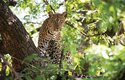 Levhart skvrnitý je také známý pod jmény leopard, panter nebo pardál