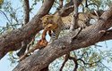 Aby lehvarti uchránili kořist před hyenami a lvy, vytahují si ji na stromy