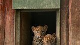Radost v brněnské zoo: Narodila se dvojčata levharta cejlonského