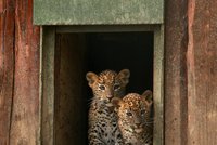 Radost v brněnské zoo: Narodila se dvojčata levharta cejlonského