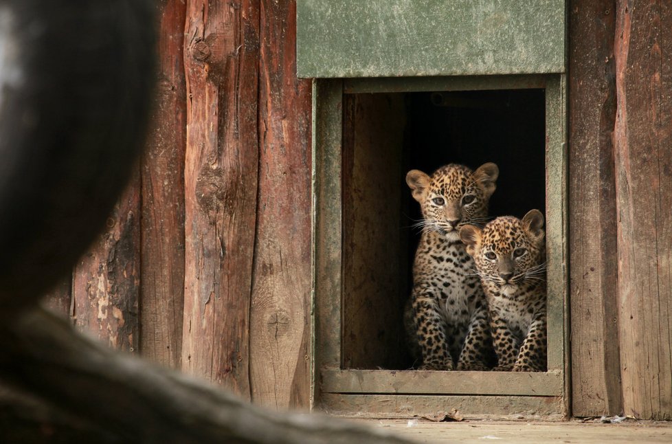 Tatínek dvojčat Daan a se narodil v roce 2011 v Burgers’ Zoo v nizozemském Arnhemu a maminka Nayana ve stejném roce v bratislavské zoo.