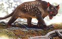 Vačnatý „lev“ Thylacoleo carnifex