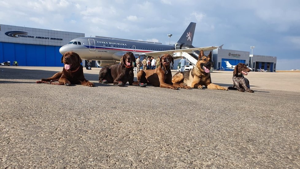 Záchranářští psi před odletem z Bejrútu.
