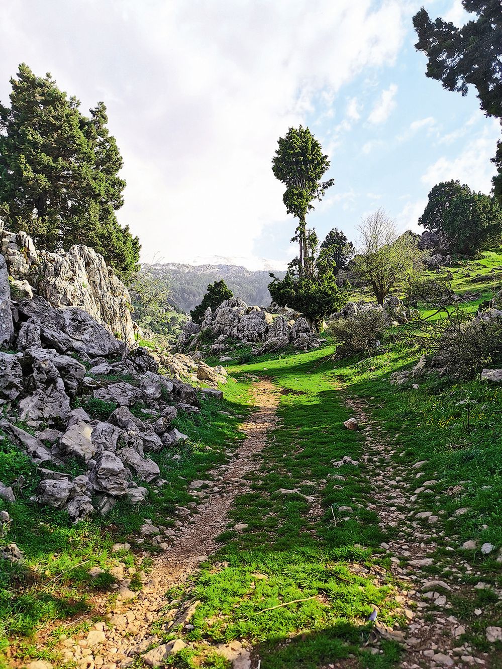 Lesní cesty v Libanonu se záhadně objevují a mizí