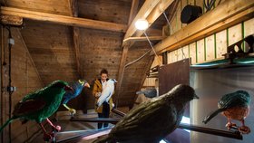 Liberecká zoo představila ptačí orloj. Místo 12 apoštolů se každou hodinu návštěvníkům ukáže šest maket ohrožených pěvců z jihovýchodní Asie v nadživotní velikosti a ozve se jejich zpěv (1. listopad 2018).