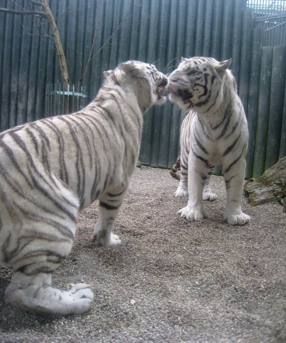 Tygři v liberecké zoo: Byla to láska jako trám.