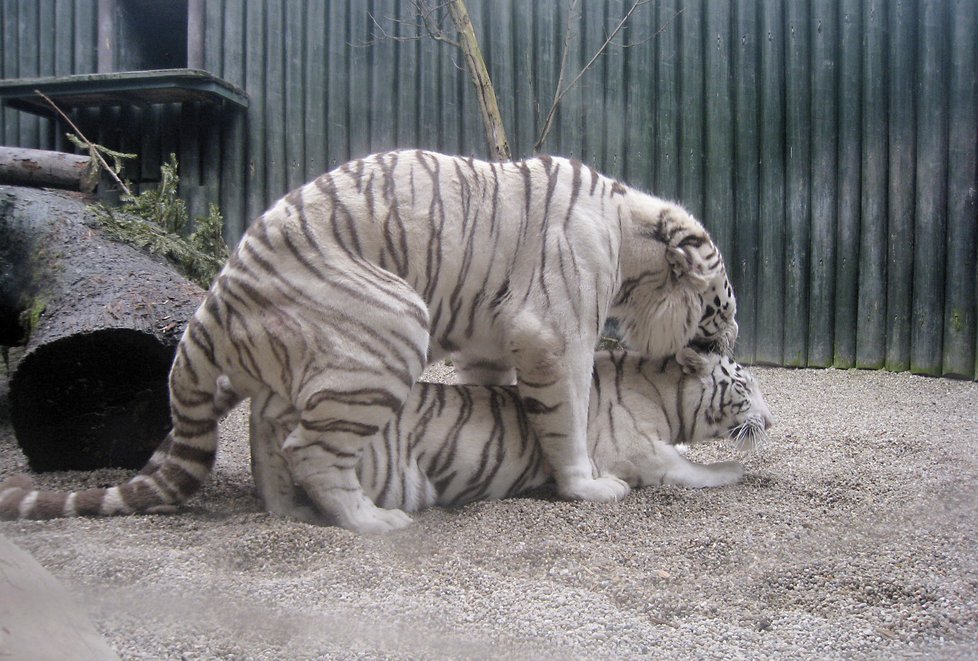 Tygři v liberecké zoo: Paris půvabu Suryy neodolal.