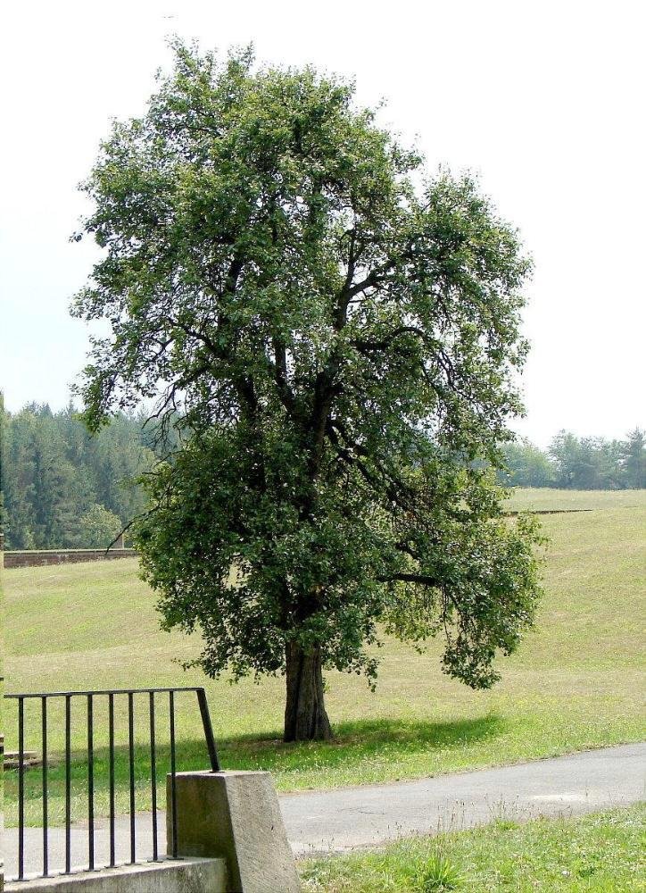 Lidická hrušeň, která jako jediná přežila zkázu obce, protože byla považována za uschlou.