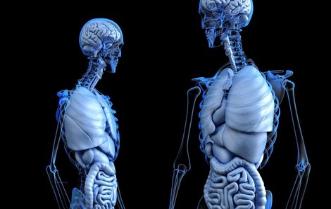 Lidské tělo obsahuje 206 kostí a 639 svalů.