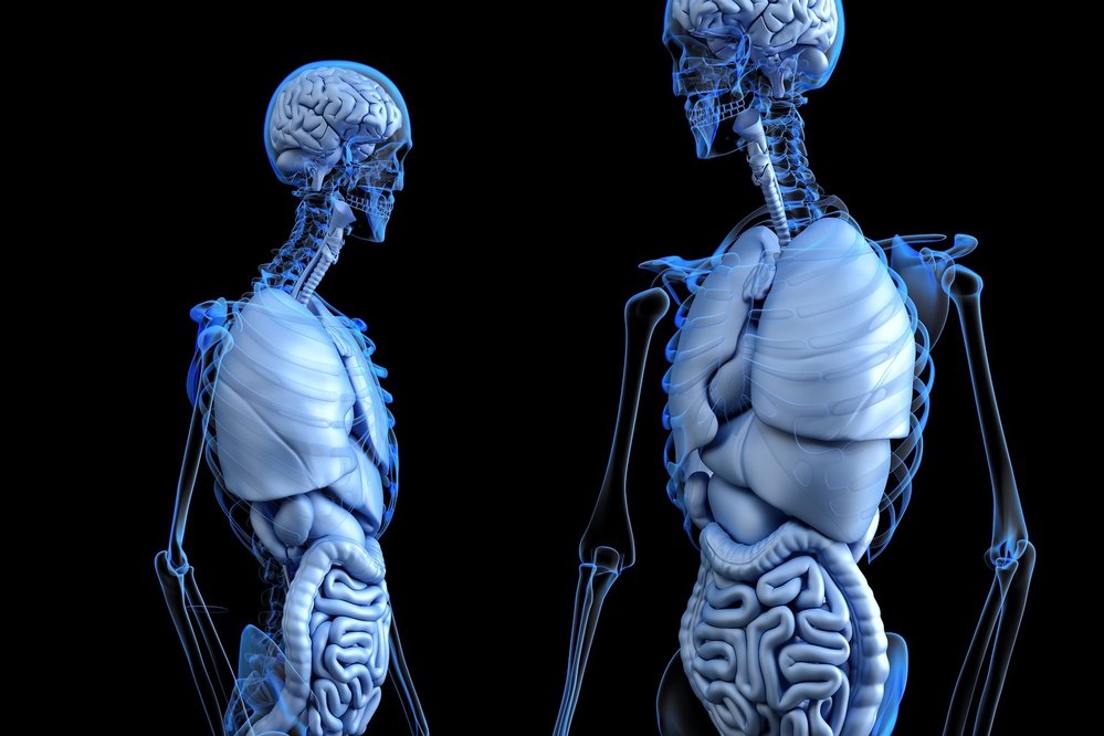 Lidské tělo obsahuje 206 kostí a 639 svalů
