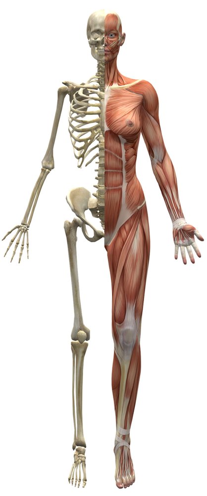 Z celkové hmotnosti lidského těla připadá na kůži 16 %, na svaly 40 %, na kosti 25 %, na mozek 2 %