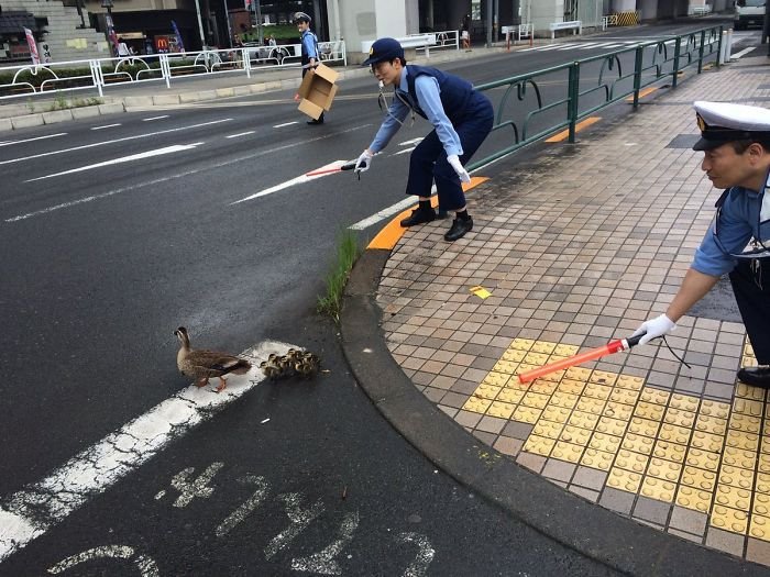 Japonští policisté pomáhají kachní rodince přejít cestu