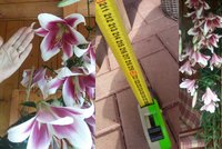 Eva ze Studénky šokovala pěstitele: Její lilie měří 230 centimetrů!