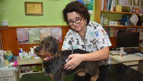 Veterinářka Dagmar Caltová (51) zjišťuje, jestli fenka Lily (4) může dostat na Silvestra uklidňující gel.