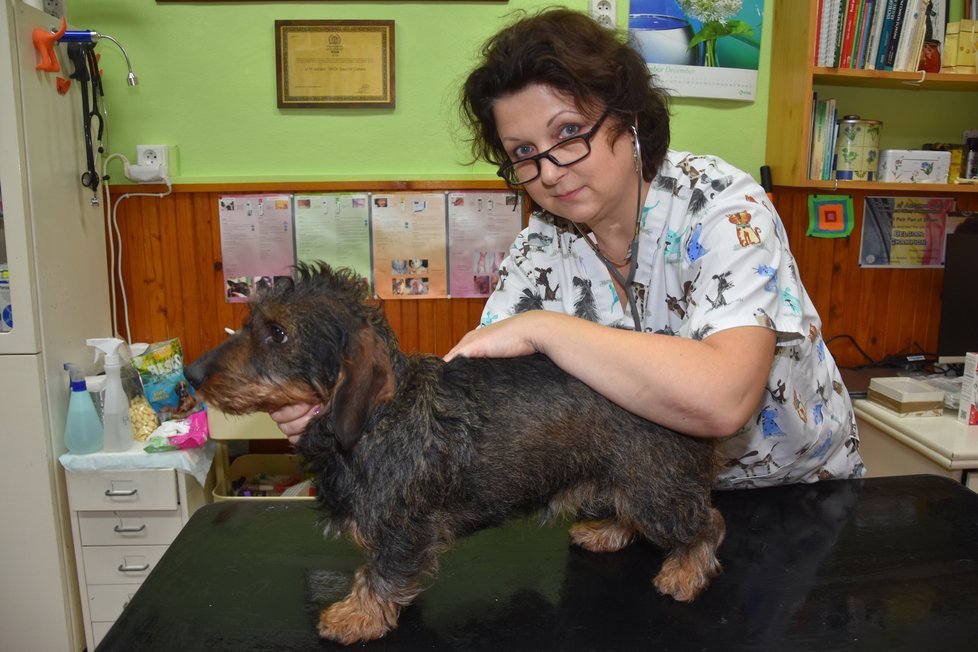 Veterinářka Dagmar Caltová (51) zjišťuje, jestli fence Lily (4) může dostat na Silvestra uklidňující gel.