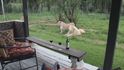 Lion House v Jihoafrické republice