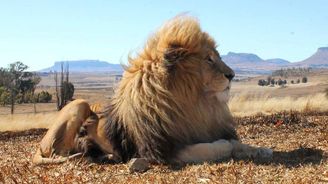 Lion House v Jihoafrické republice: Bydlení šelmám na dotek