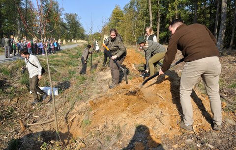 U Brněnské přehrady je 100 nových lip: Alej vysázeli k narozeninám republiky