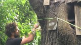 Strom hrdina! 250 let stará lípa se zrodila na zahrádce, teď usychá na haldě v Ostravě