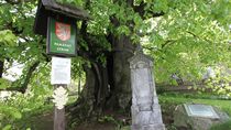 Klokočovská lípa: Jeden z nejstarších stromů v Čechách, pod kterým odpočíval i císař Karel IV.