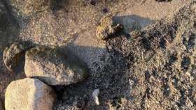 Psi pobíhali v mělké vodě a lovili klacky