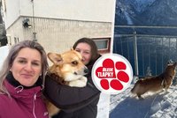 Zázrak na Lipně: Pejska našli po 9 dnech